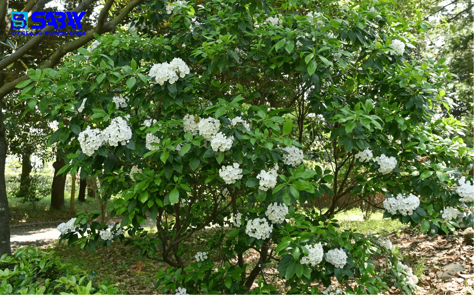 Ý nghĩa phong thủy cây nguyệt quế