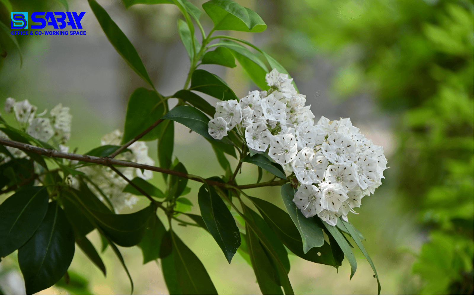 Cây nguyệt quế hợp mệnh gì?